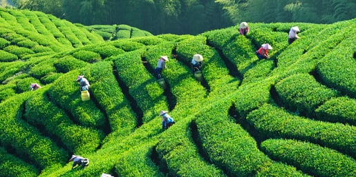 bell tea sustainability banner desktop